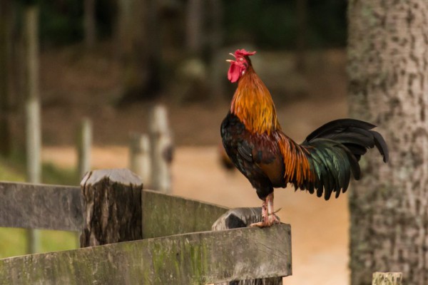 ayam jago pak asmat