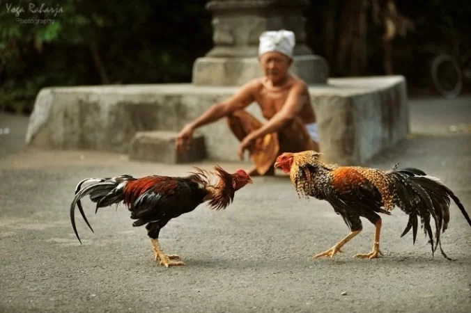 ayam jago pak budi